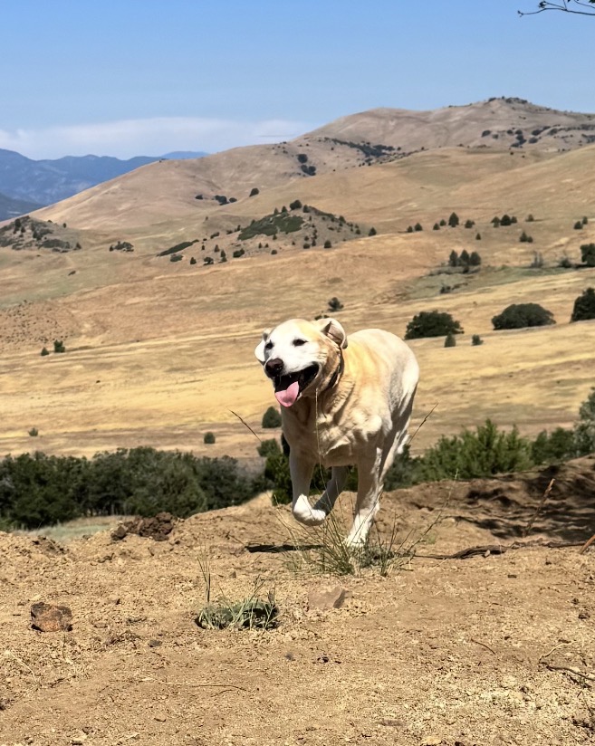 Rocky running off leash across an open hillside